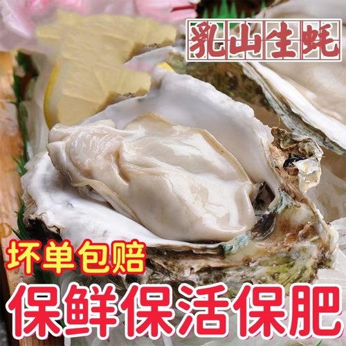 7两以上/只乳山生蚝海蛎子牡蛎鲜活烤生蚝特大刺身级生蚝净重9斤