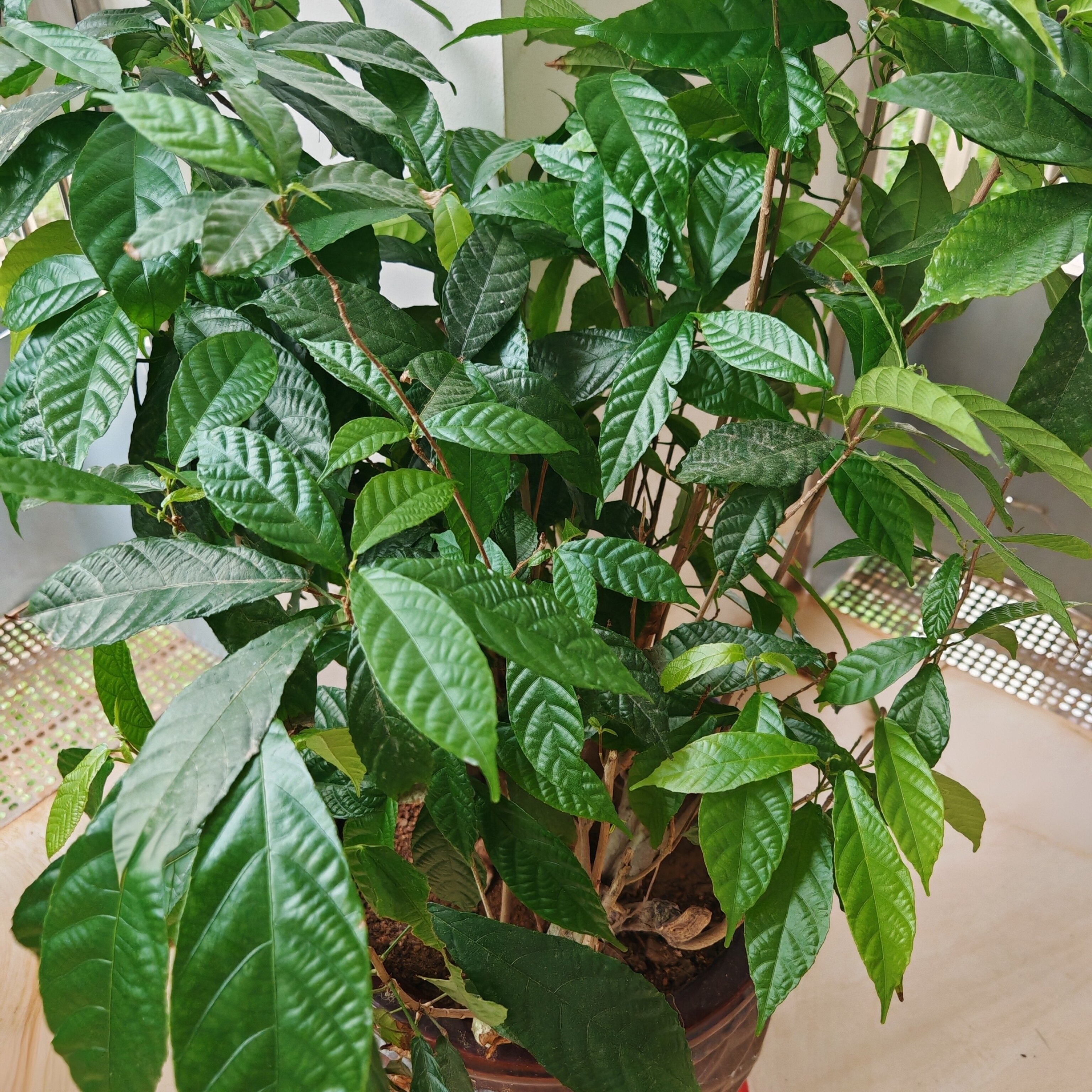 鹧鸪茶树苗海南特有养生保健茶阳桌面绿植