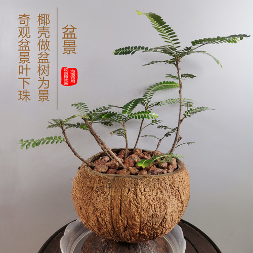 海岛叶下珠常绿美观好养椰壳盆景