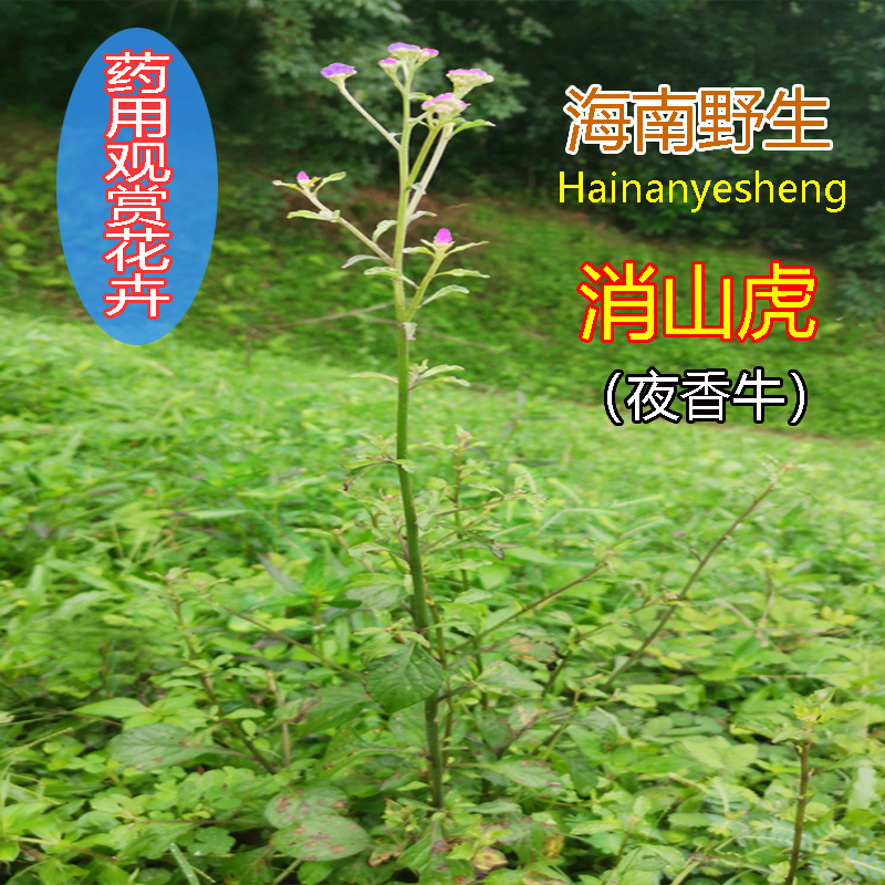 消山虎夜香牛搜山虎野生药用观赏花卉绿植物中草药材盆栽种植种苗