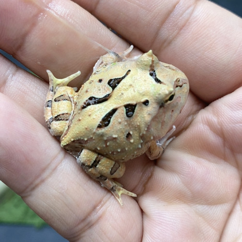 蝴蝶51
