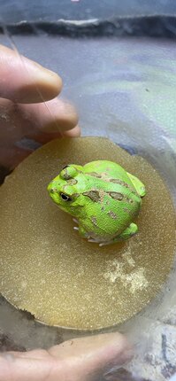 波子角蛙更新养大都是绿的6月17更新超值一蛙一图1到24波子蛙