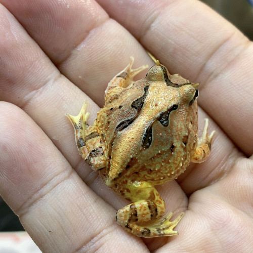 蝴蝶88