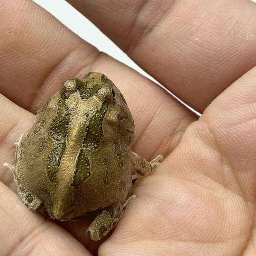 波子角蛙波子蛙更新长大都是绿色24到47今天是8月16更新