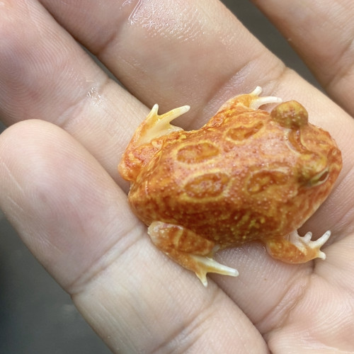 火龙8