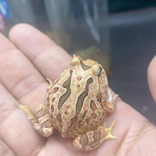 蝴蝶1