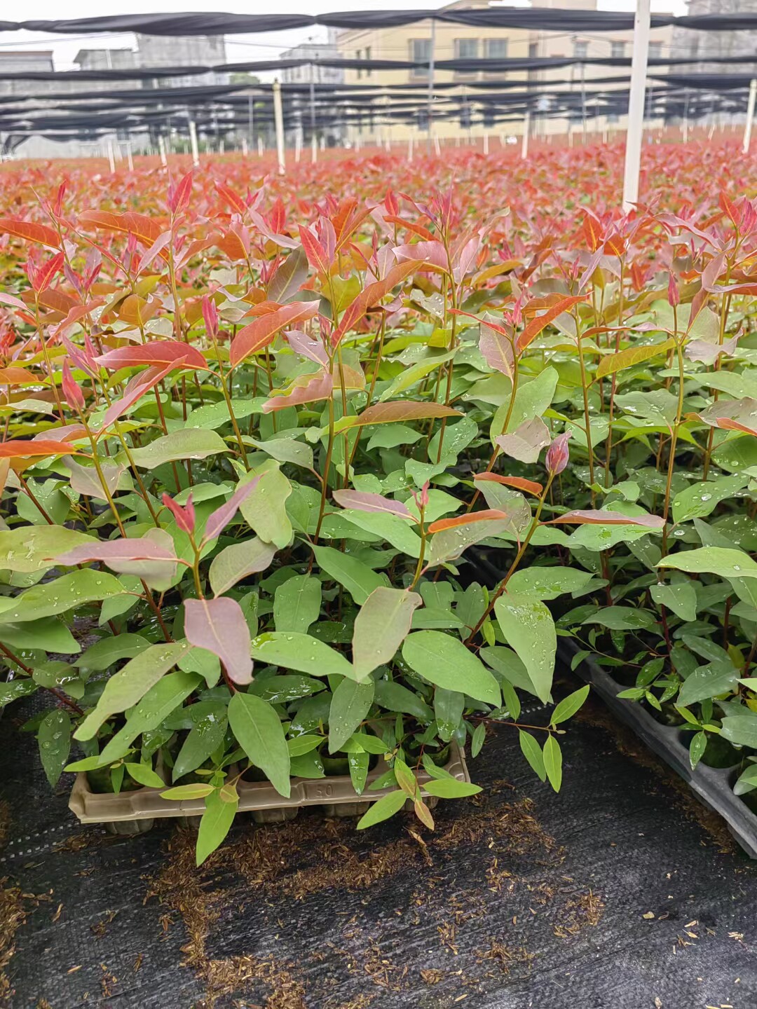 速生桉树苗26.27.28.29.107k3耐寒桉树苗湘桉1-2号20株起发货