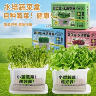 儿童节奖励DIY礼物水培蔬菜盒盒装创意种植玩具节日奖品种植套装