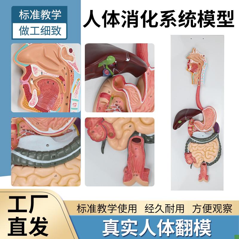 人体消化系统模型消化q道胃冠状剖面鼻咽喉大小肠胃解剖模型