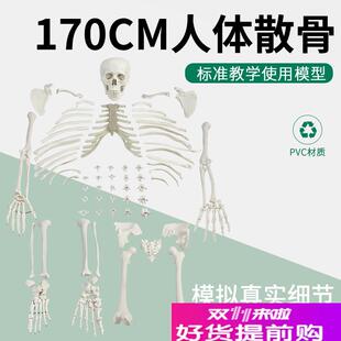 170CM人体骨骼全Q身散骨模型 骨骸模型 游离骨 人体骨骼散骨模型