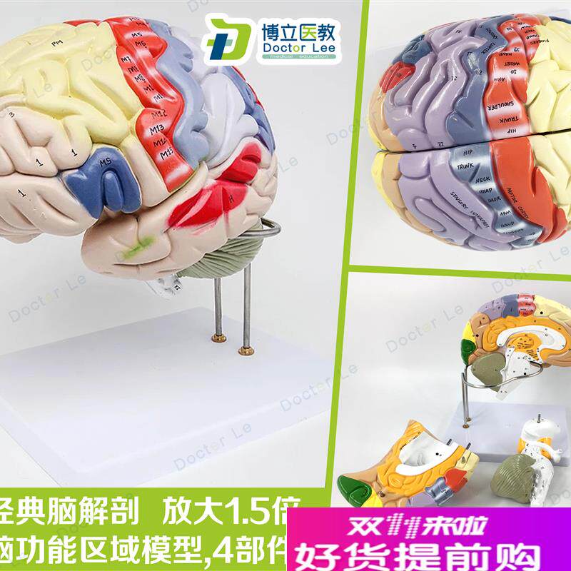 专业医学人c体大脑解剖模型脑功能放大1.5倍带标示教学脑科脑皮层
