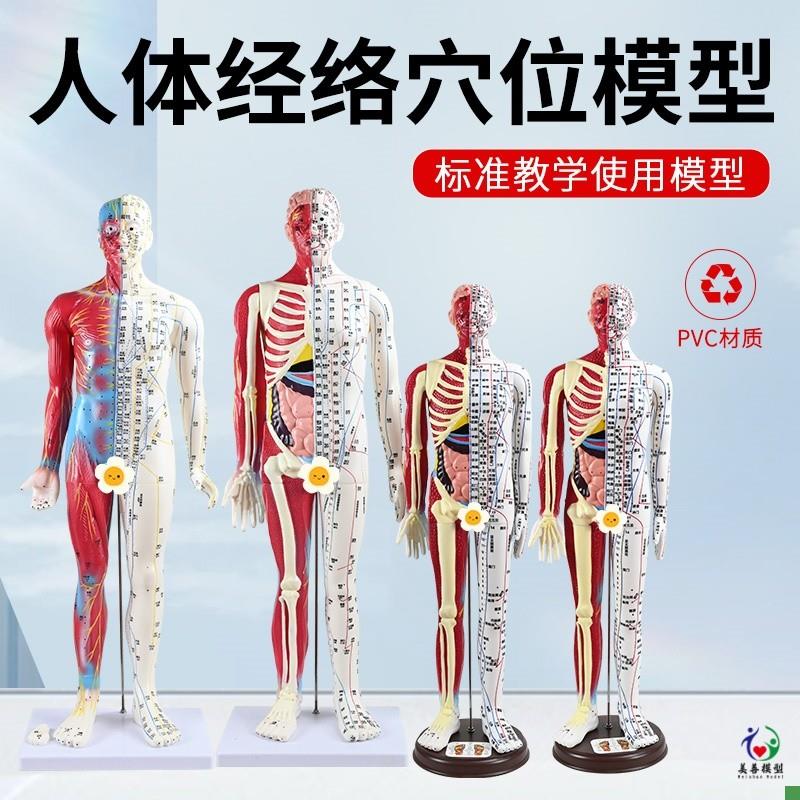 6085CcM针灸人模型半皮半肌肉解剖人体穴位模型针灸刻字超高清晰