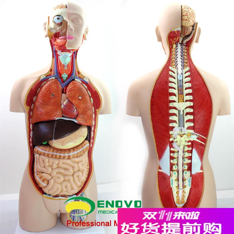 颐诺正品18g部件85CM无性躯干人体身体器官结构组织解剖模型