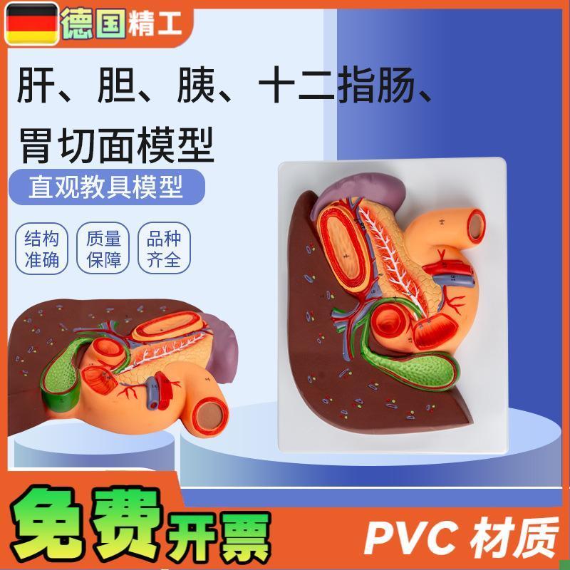 德国】肝胆胰十二m指肠胃切面模型肝脏解剖模型肝胰十二指
