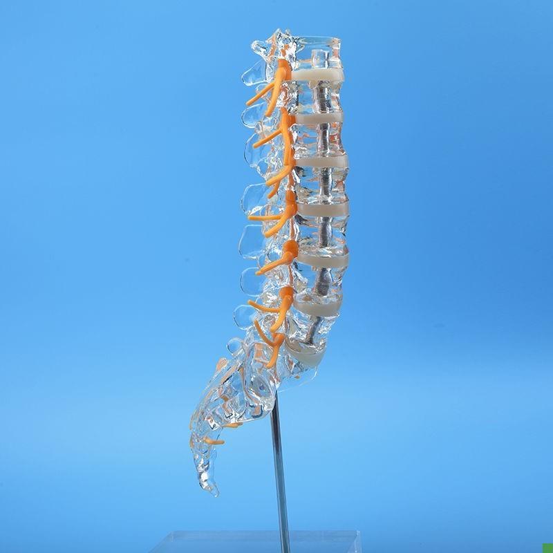 透明腰椎带尾骨模型椎q间盘脊神经骶骨尾椎骨脊椎脊柱骨科立体教