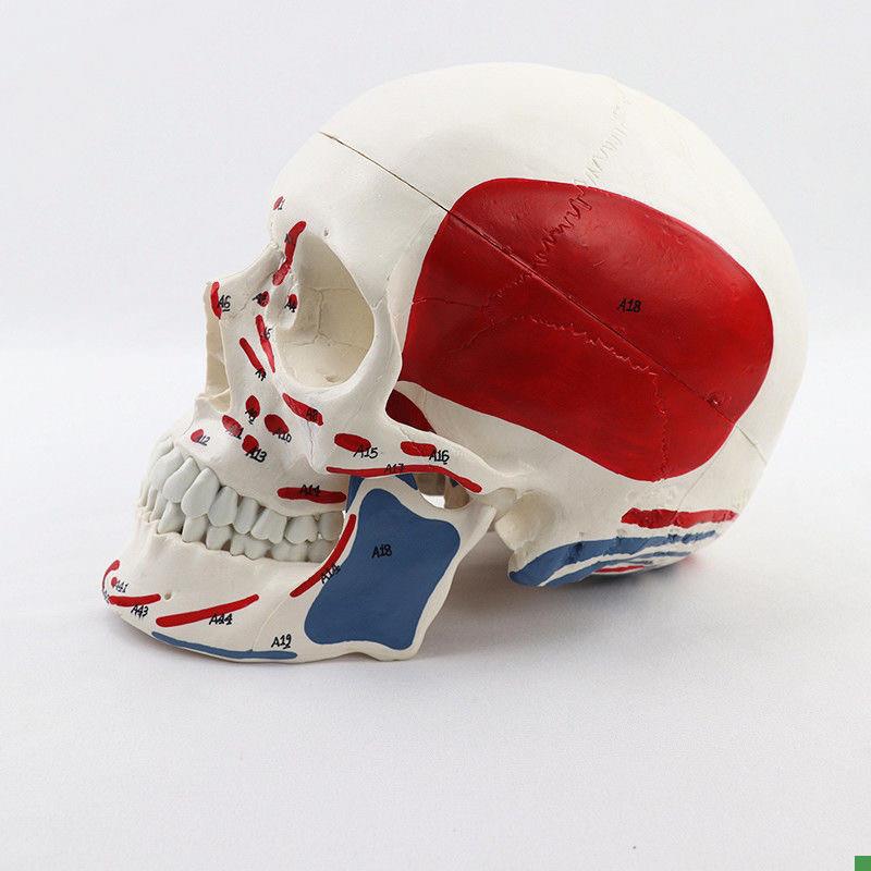 康泰头骨模型肌肉起止点素描美术艺考口腔牙M科医师下颌骨颅骨促