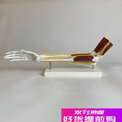 上肢骨骼带肌肉神经手臂肘关节手A腕肱二头肌功能解剖外科手术教