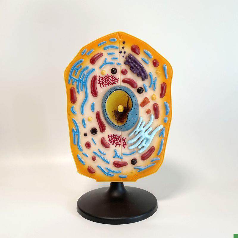 动物细胞a模型细胞核中学教育装备生物实验器材细胞膜细胞器