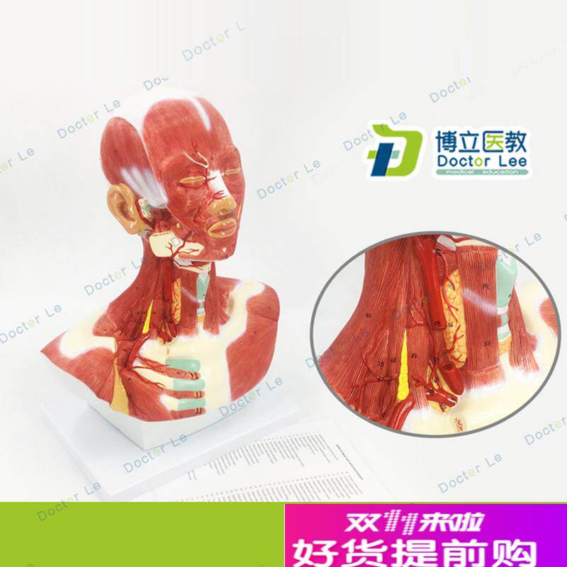 人体头面部肌h肉解剖模型头颈胸模型头颈部肌肉解剖头模型肌肉