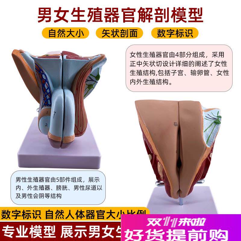 仿真男女生殖器官结m构解剖模型泌尿系统可拆装五部件会阴构造教