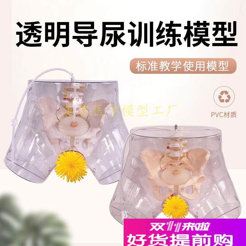 透明男性b导尿模型男性生殖器男性生殖解剖模型女性导尿模型