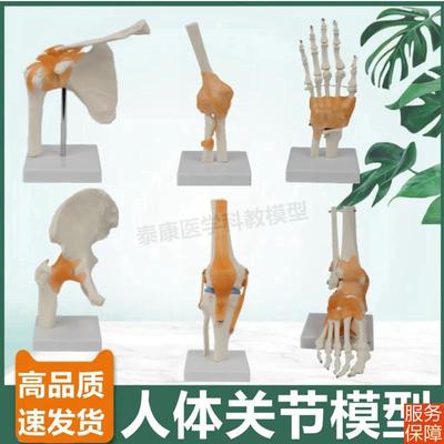 人体关节模型中学生物课教具医用瑜伽康复功能仿真1比1美术造型用