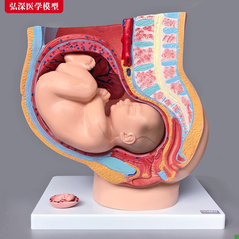 女性生殖系统模型人体矢状解剖盆腔腹G部结构怀孕妇产科示教学胎