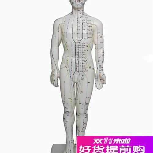 人体针灸模型(男)60CJM人体模型医学模型