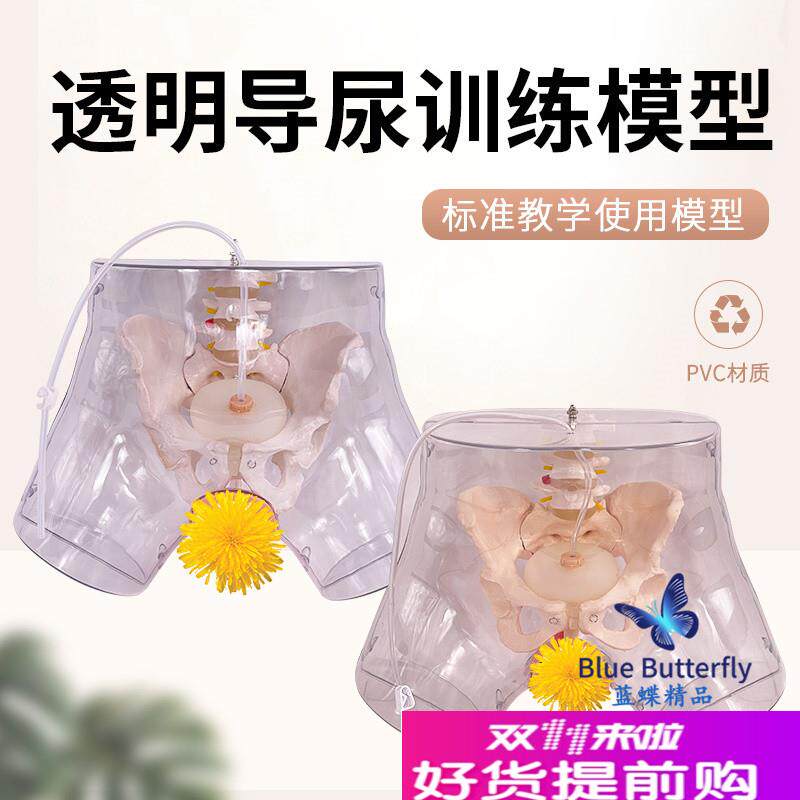 高级透明女性导尿模n型导尿术技能操作训练模型插尿管医学用模型