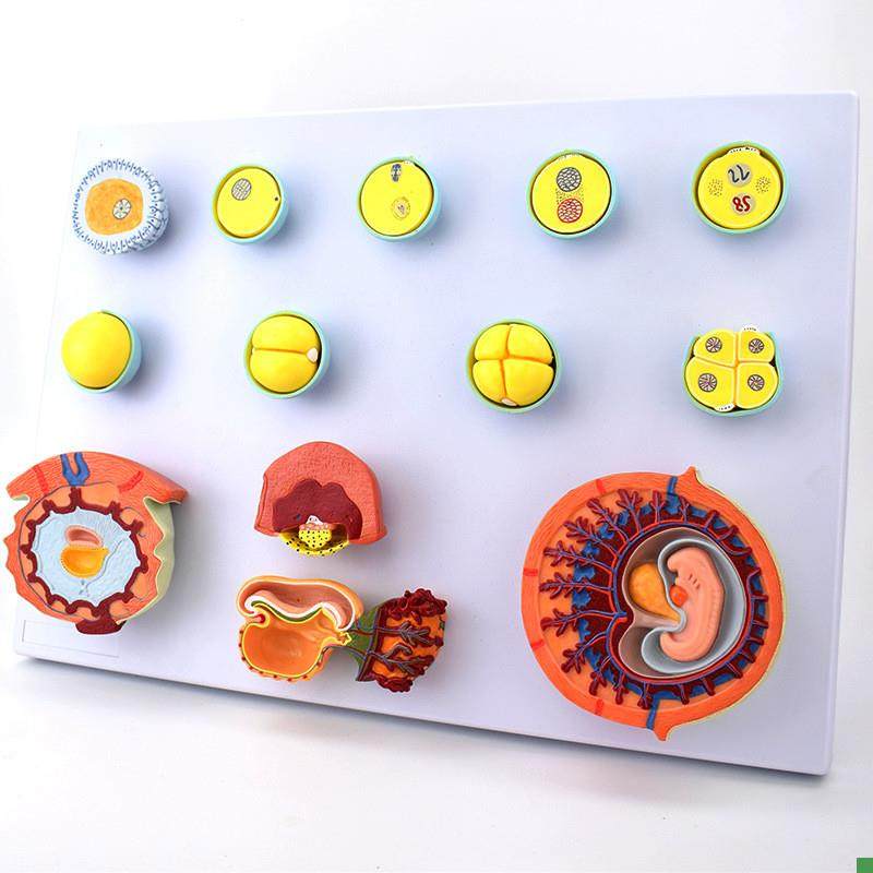 妊娠过程模型受精卵胚胎发育过程精卵结合着床辅助生殖Z医学示教