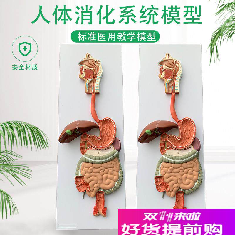 人体消化系统模型消化道v胃冠状剖面鼻咽喉大小肠胃解剖模型