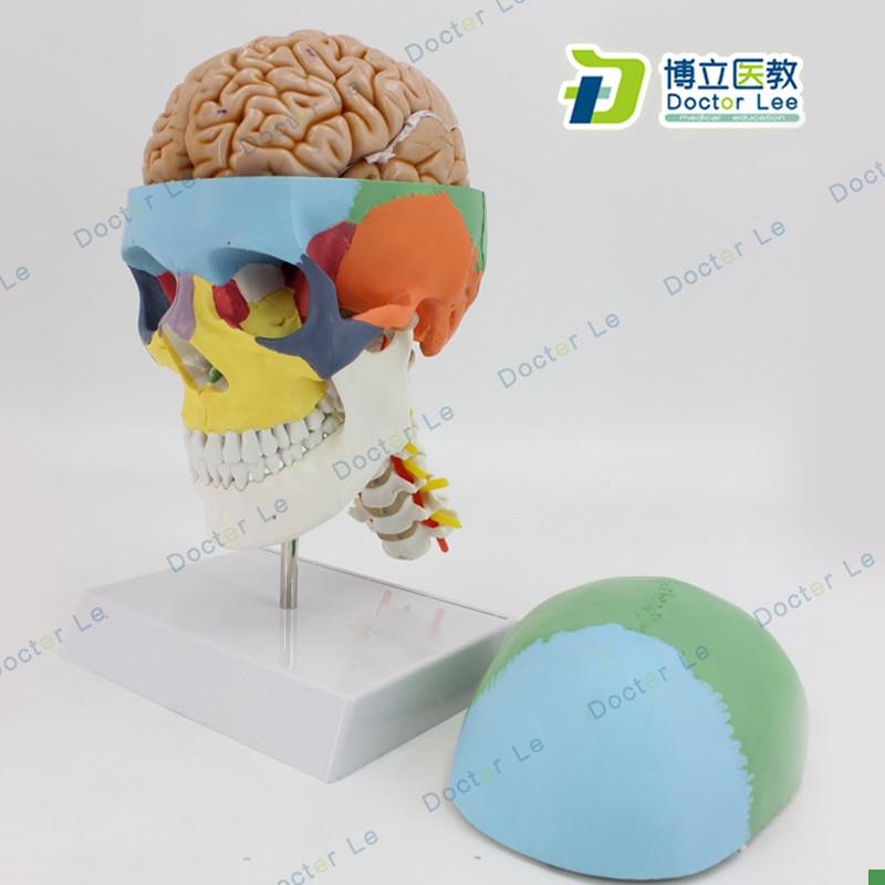 彩色人体骷髅头j模型头颅骨模型大脑模型头骨带脑模型医用可拆卸
