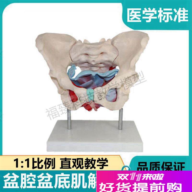 女骨盆模型产后功能修复s盆底肌会阴解剖生殖泌尿肛门家政月嫂培