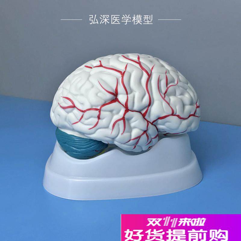 人体大脑解d剖模型头脑子大小脑
