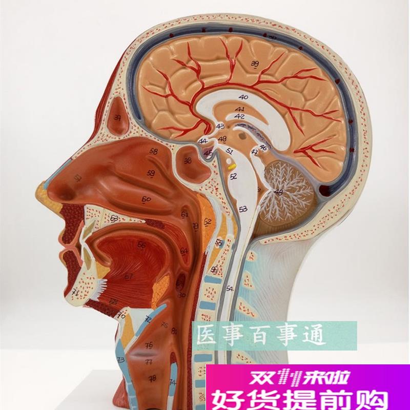 人体头骨带肌肉神经血管模型型美容面部神经Q微整形头浅表模型
