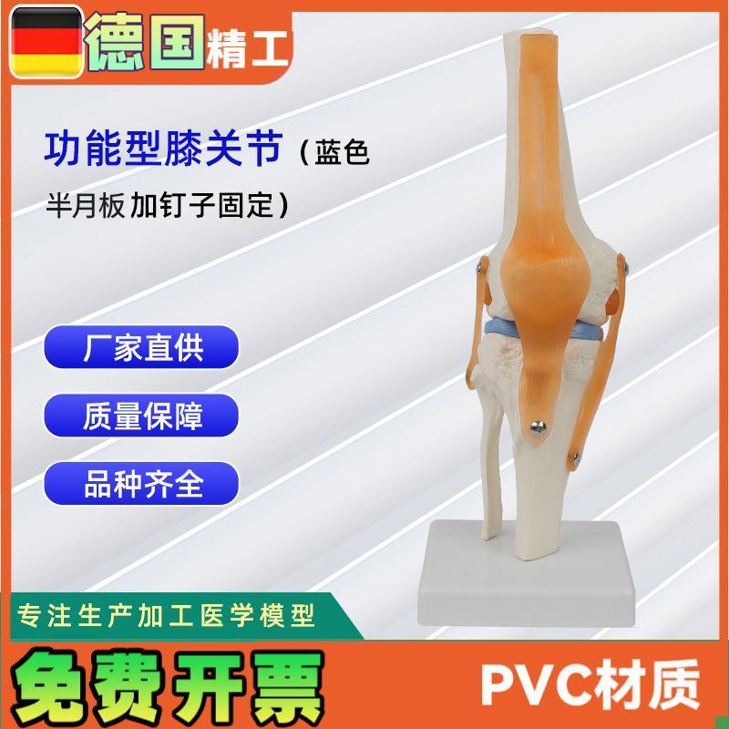 功能型膝关节模型可弯曲十字韧带F半月板灵活膝关节骨骼模型