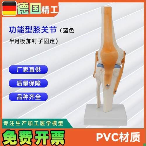 功能型膝关节模型可弯曲十字韧带F半月板灵活膝关节骨骼模型