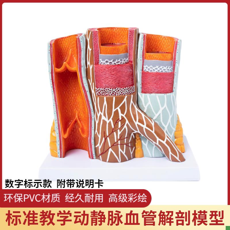 人体动静脉血管模型器官解剖放大层次结构演示R教学静脉动脉模型