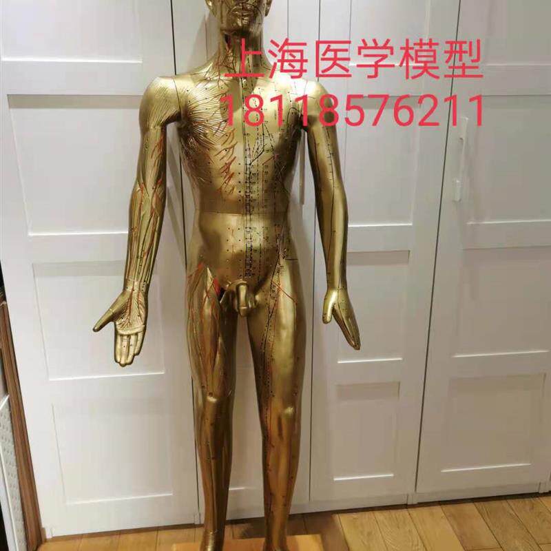 年终大促销17h0CM人体针灸模型针灸铜人模型178cm中医经络穴位模