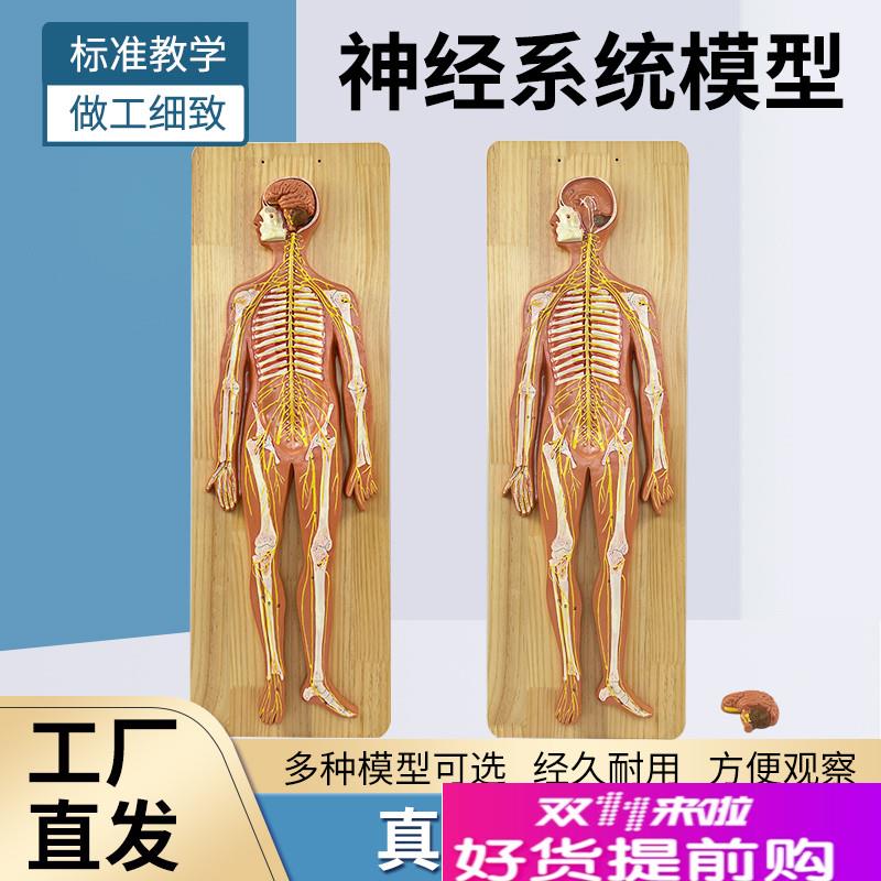 人体神经系统解剖模型中枢神经脑脊髓K周围脊神经骶丛坐骨神经