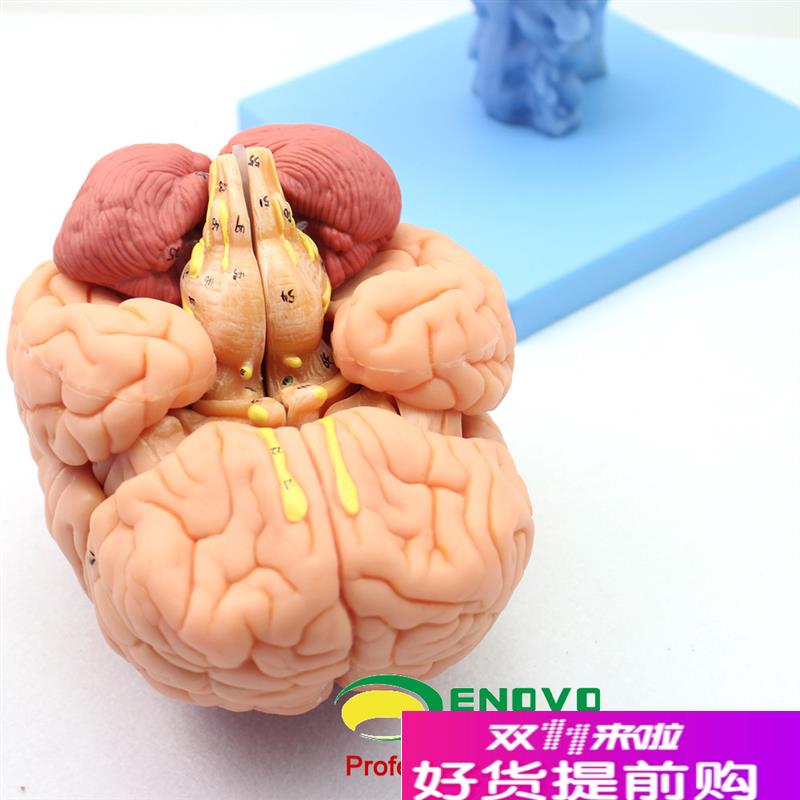 颐诺医用人体大脑解剖模型脑干z脑室间脑小脑模型神经科系统模型