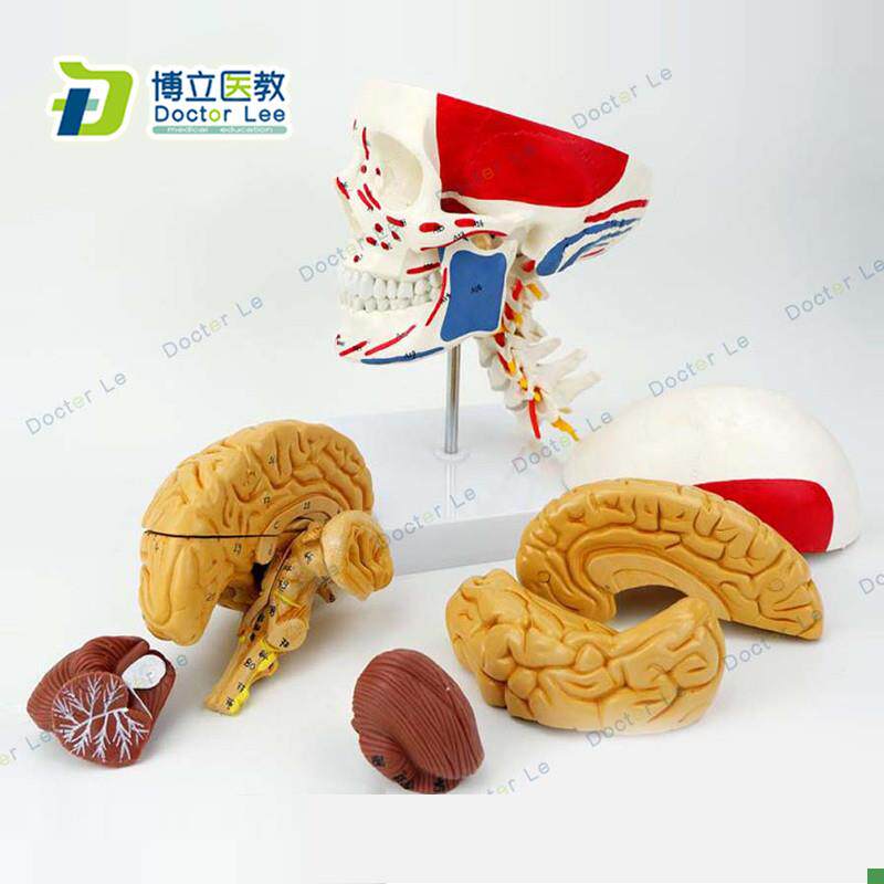 医学人体头e颅脑肌肉大脑模型颅脑神经科解剖头骨模型1:1