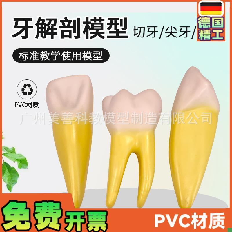正常牙齿a放大模型磨牙切牙尖牙放大人体健康牙齿教学模型牙总汇
