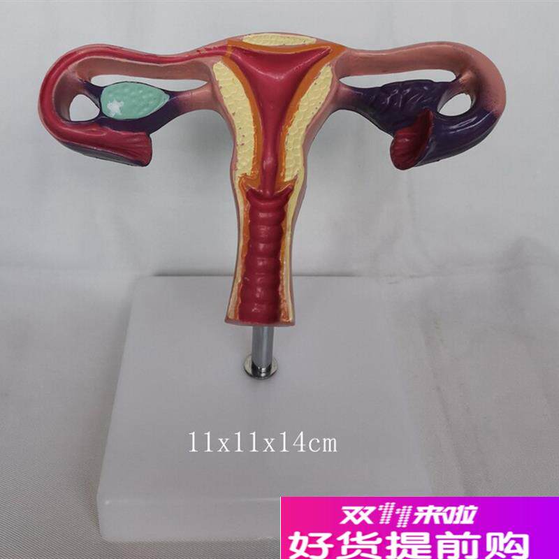 人体自然大d子宫结构解剖计生健康保健模型医用教学讲解展示