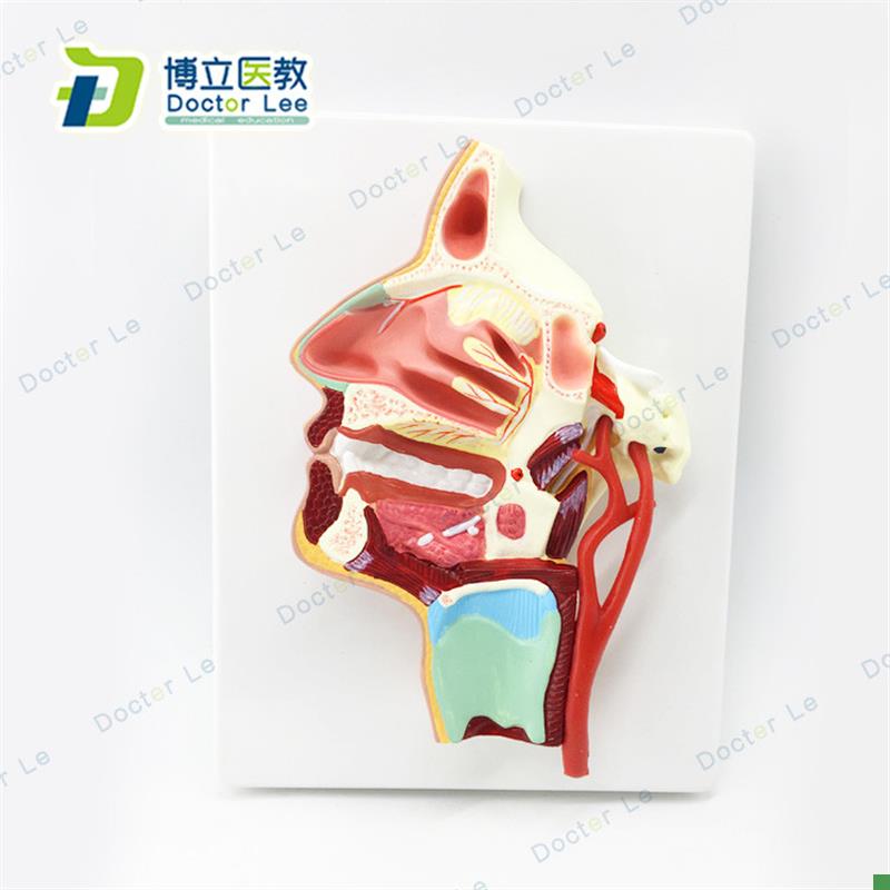 医用口鼻咽喉k内侧面血管神经模型头面部鼻腔模型