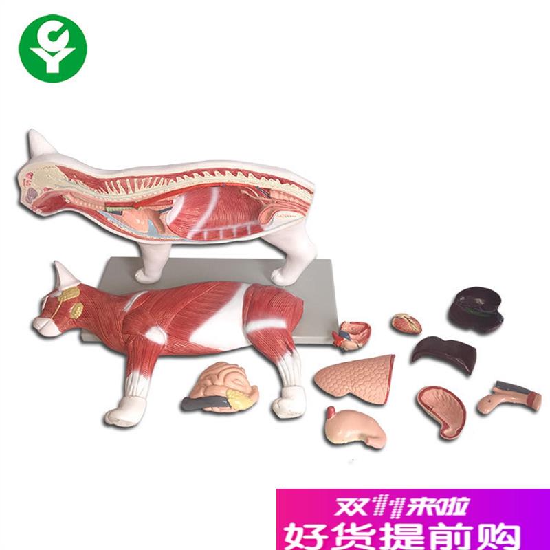 猫解剖模型猫骨骼猫关节猫H内脏构造猫标本动物猫