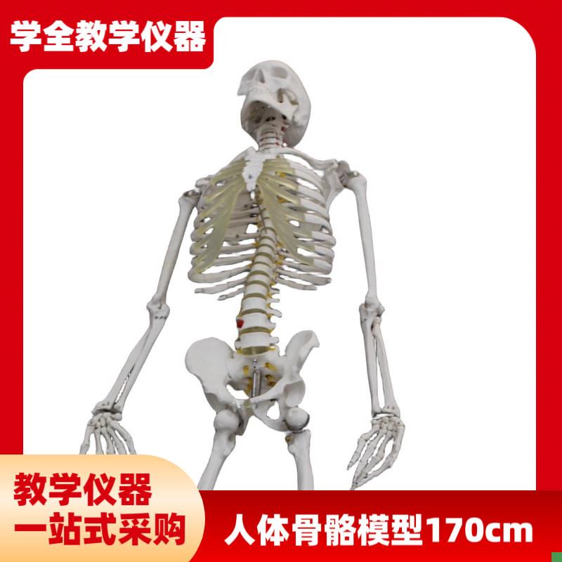 人体骨骼模型(170cm)拆卸医用E骨头全身骨骼小白肌肉解剖模型