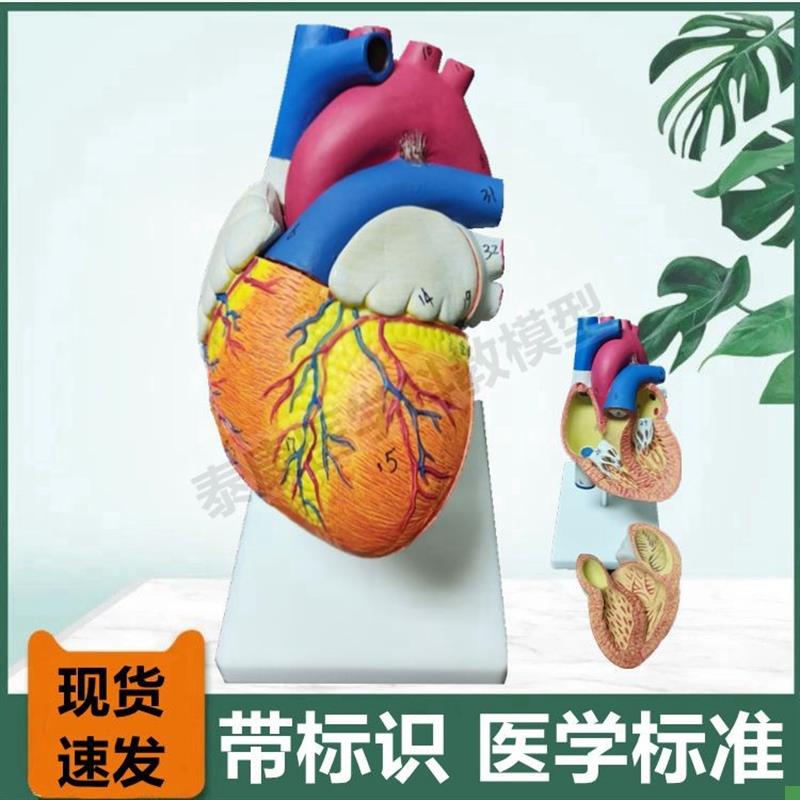 心脏模型冠状g动脉血管二尖瓣心室心房肺静脉彩超教学医用拆卸人