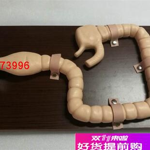 乙状结肠镜检查模w型大肠肠道病变检查模型