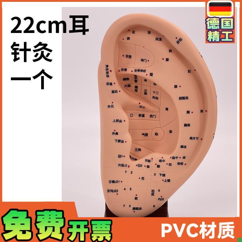 22CM标准耳朵针灸模型耳部穴位模型耳模S型耳穴模型带底座